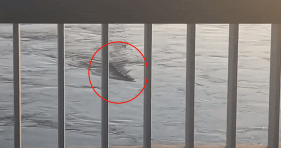 韩国民众拍下的所谓“水怪”