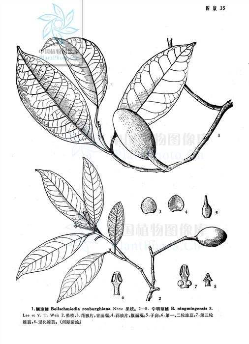 来源：中国科学院植物科学数据中心