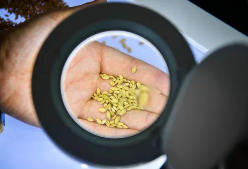 在吉林市永吉县一拉溪镇九月丰家庭农场，工作人员在实验室中检测一批试种水稻的稻谷外观（8月12日摄）。新华社记者 许畅 摄