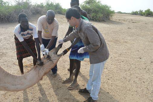 科研人员在肯尼亚采集骆驼血清、拭子（图片来源于中国科学院武汉病毒研究所胡犇助理研究员）