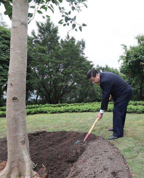  2012年12月8日，习近平在广东深圳莲花山公园种下一棵高山榕树。