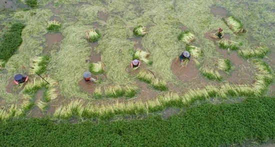  水芹菜丰收 图源：人民网