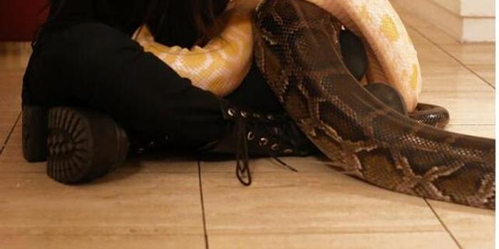 21岁英国女子与5米巨蟒同居 公寓共有16条蛇