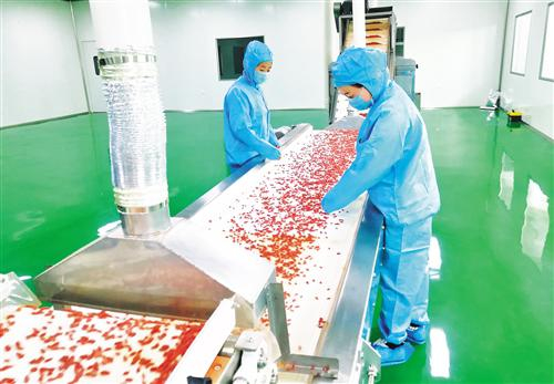 青海格尔木亿林枸杞科技开发有限公司生产车间内，工作人员正在挑拣枸杞。李莎莎摄（中经视觉）经济日报·中国经济网记者 马玉宏