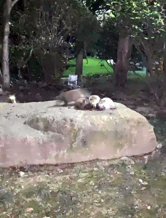 △青浦区盈浩路58弄，6月18日傍晚，管家孙先生在小区入口不远处的一处大石块上撒上猫粮作为诱饵，随后5只貉出现爬上了石块。