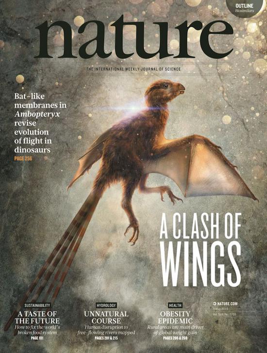  Min Wang&nbsp;et al。&nbsp;A new Jurassic scansoriopterygid and the loss of membranous wings in theropod dinosaurs。&nbsp;Nature569， 256–259 （2019）&nbsp;