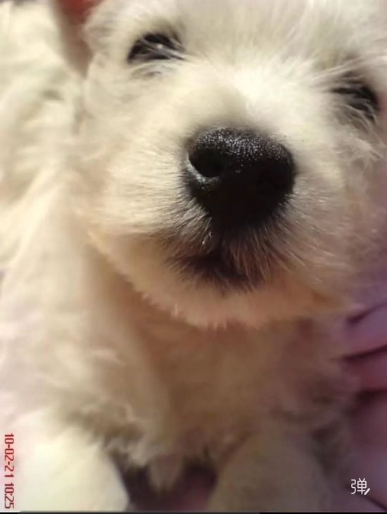 相伴13年爱犬被毒死，主人辞职追凶1000多天，北京首例宠物中毒刑事诉讼案一审宣判：张某华获刑4年，当庭上诉