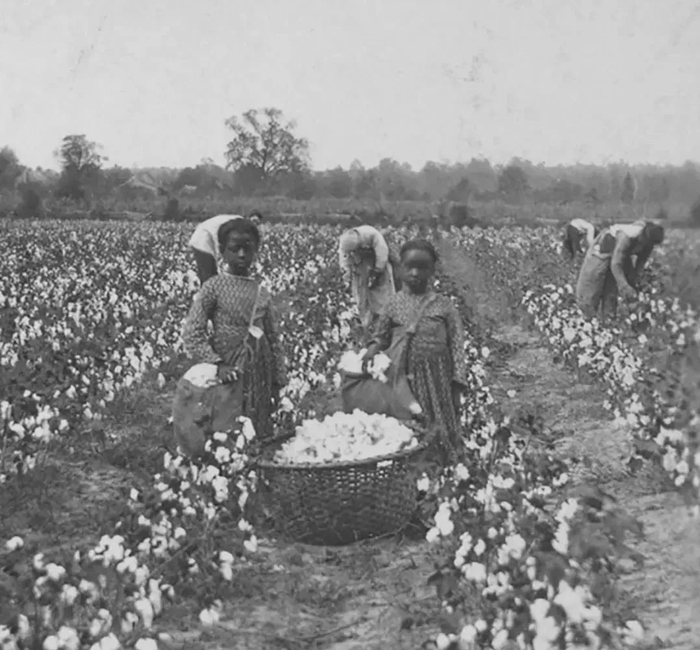 1870年后的南卡罗来纳州棉田