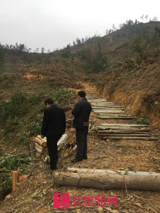 ▲当地被砍伐的桉树&nbsp; &nbsp; 图据红星新闻
