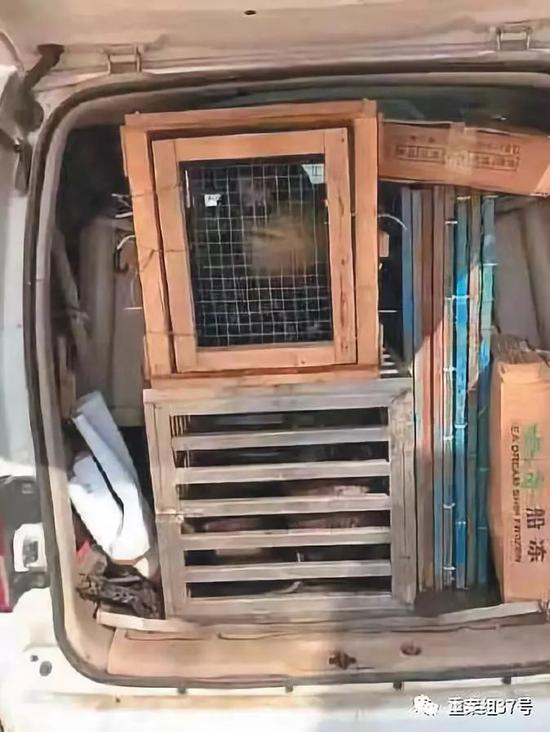 　▲春节前，两只海狮被装车，前往目的地进行商演。&nbsp;&nbsp;&nbsp;&nbsp;&nbsp;&nbsp;&nbsp;&nbsp;新京报记者&nbsp;康佳 王洪春 摄