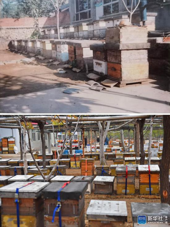  ▲拼版照片 ：上图是上世纪90年代末拍摄的刘金良家的蜂场（受访者供图）；下图是2020年4月19日拍摄的刘金良家的蜂场（新华社发 陈钟昊摄）。