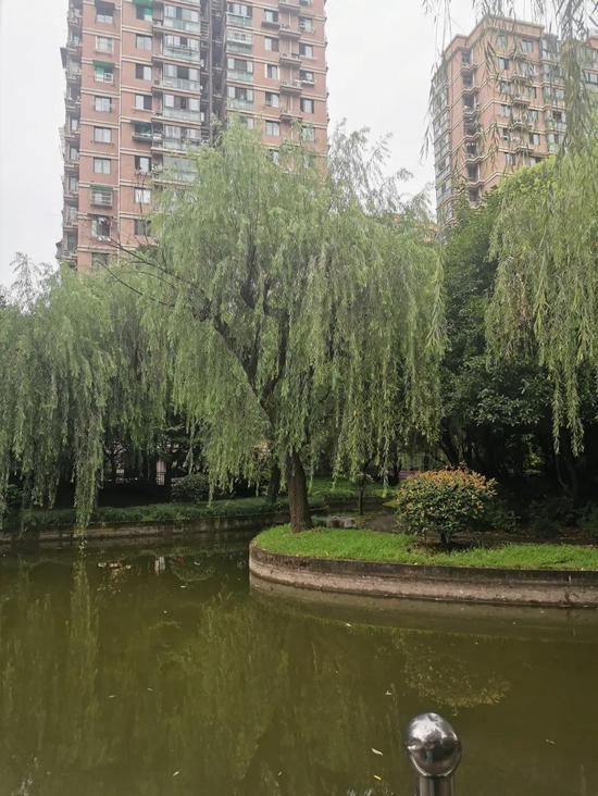 小区外的景观河（吴淑斌 摄）