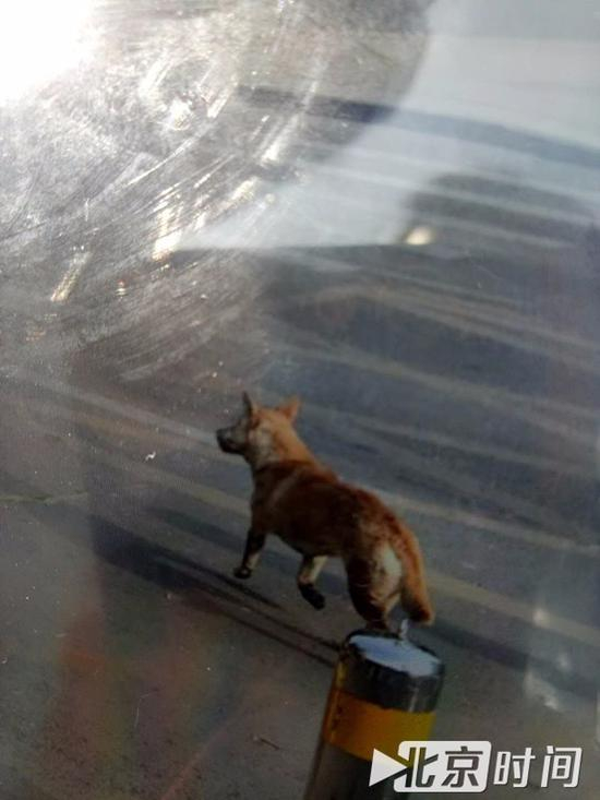 目击者拍摄到的狗的画面 图/受访者