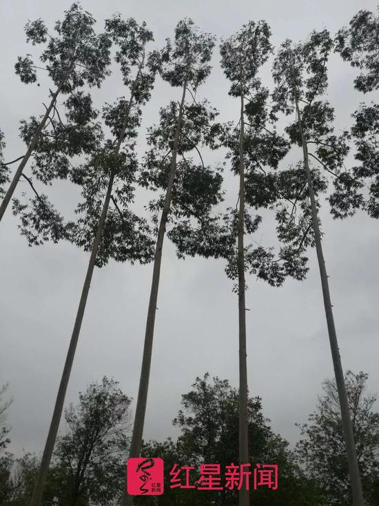  ▲当地种植的桉树&nbsp; &nbsp; 受访者供图