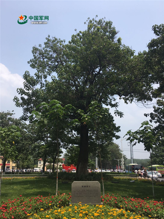 焦桐。中国军网记者杨晓霖 摄