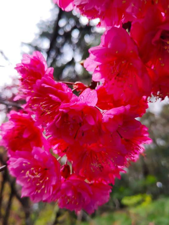 （蹇宏拍摄于珞珈山）