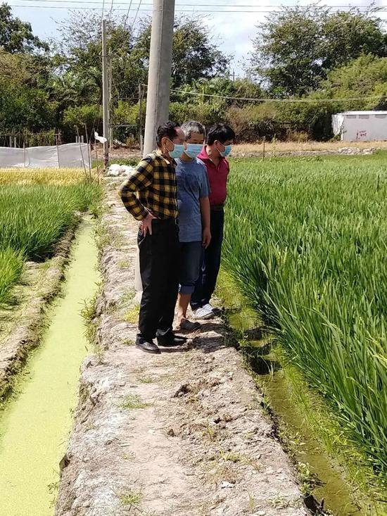  袁隆平院士在湖南杂交水稻研究中心耐盐碱水稻三亚实验基地现场观测指导。湖南杂交研究中心实习研究员杨汉树 摄