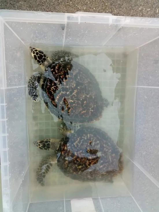 民警王安将海龟放在收纳箱中，送到潜水中心。