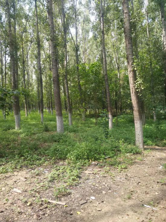 林地里种的树木/苏为之摄