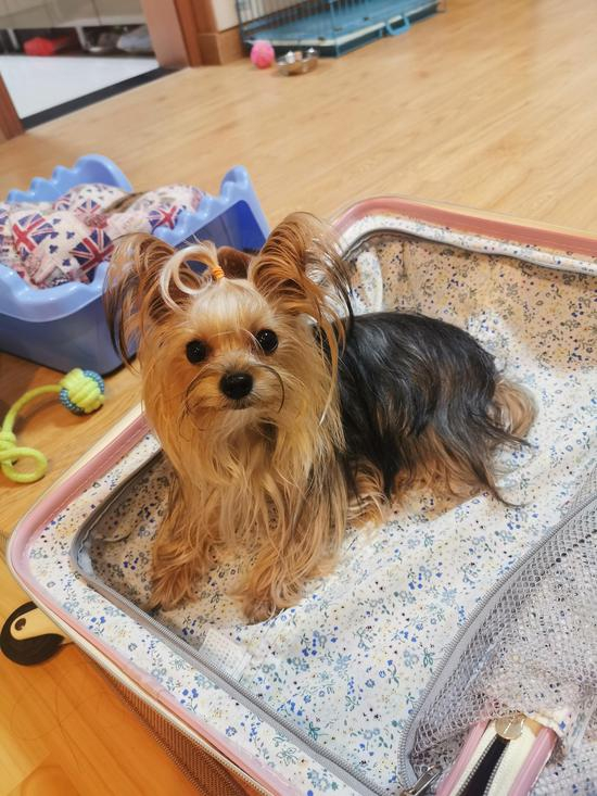 小高饲养的约克夏 受访者供图