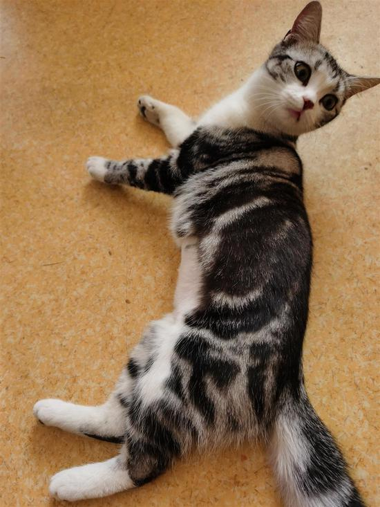 袁隆平养的猫“袁花花”也成了网红。图片由受访者提供