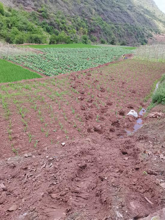 &nbsp;北迁象群觅食时踩踏的农田。实习生 朱怡欣 图