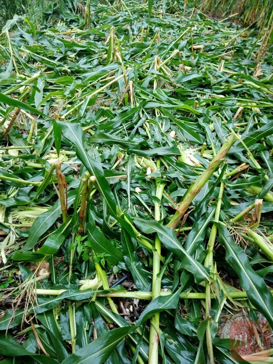  被野猪毁坏的玉米地。（青川县林业局供图，资料图片）