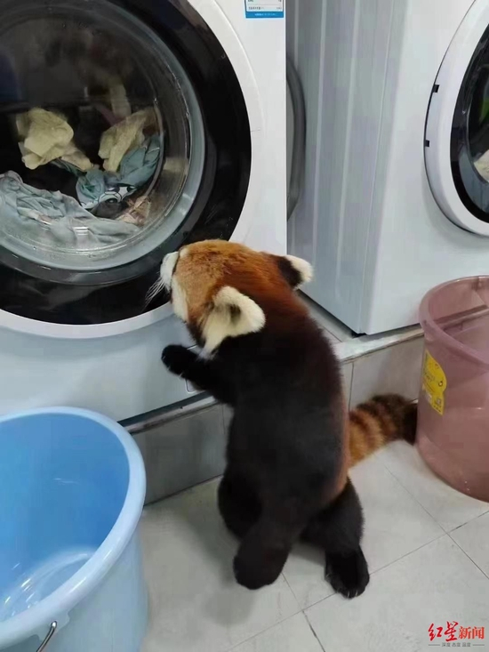 ↑小熊猫在洗衣房里 受访同学供图