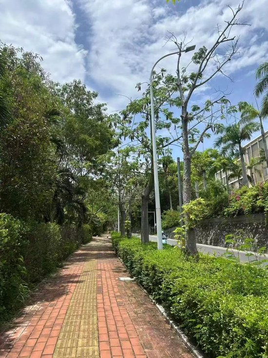  疑被蛇咬伤事发地为人行道 受访者供图