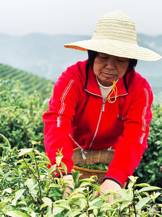 △安康市平利县女娲凤凰茶业现代示范园区。习近平在考察这里时说，绿水青山既是自然财富，又是经济财富。（总台央视记者邢彬拍摄）
