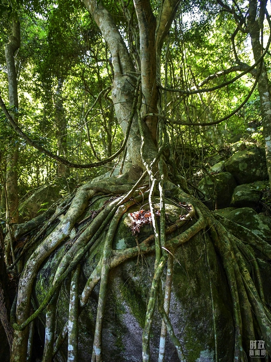  △海南霸王岭自然保护区，热带雨林中的“根抱石”现象。（图/视觉中国）