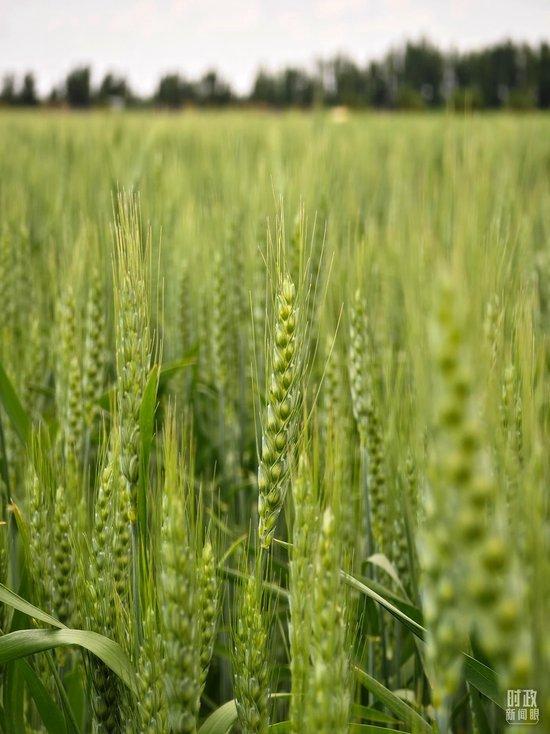 △示范区内种植的小麦。（总台央视记者彭汉明拍摄）