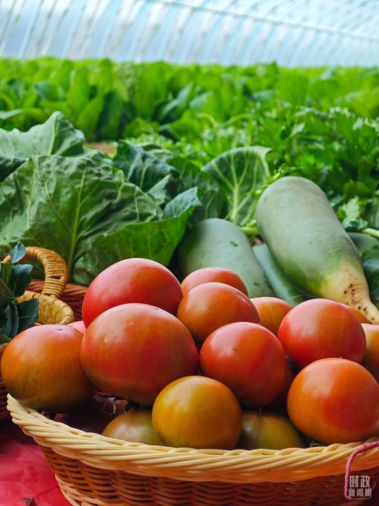  △第六埠村蔬菜大棚，蔬菜收获颇丰。（总台央视记者彭汉明拍摄）