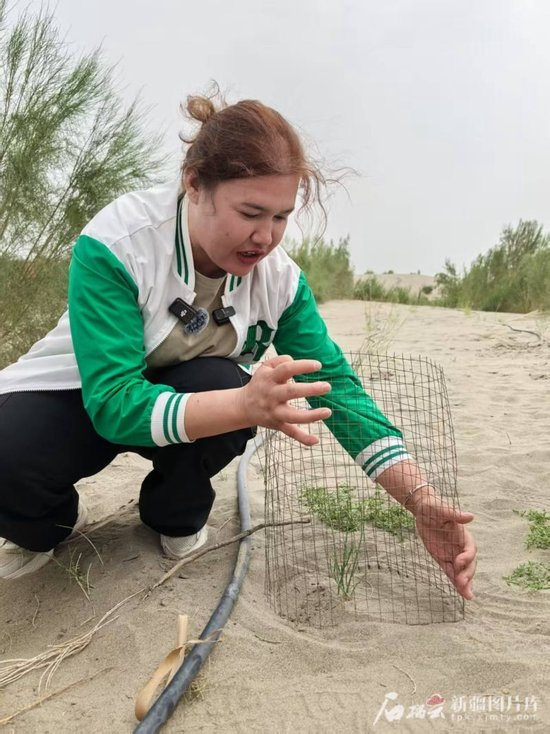  6月15日，阿瓦提县林业和草原局干部努尔吉马力·艾木都拉向记者展示如何利用铁丝网防止幼苗被动物啃食。石榴云/新疆日报记者 谢慧变摄