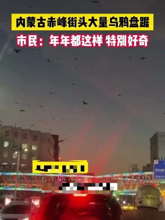  内蒙古赤峰市红山区夜里很多乌鸦盘旋。 网络图