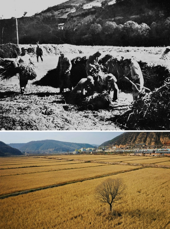 　　△这是一张拼版照片，上图为：八路军120师359旅战士在延安西南的南泥湾垦区收获的情景（资料图片）；下图为2019年11月5日拍摄的陕西延安南泥湾稻田（新华社记者&nbsp;刘潇&nbsp;摄）。