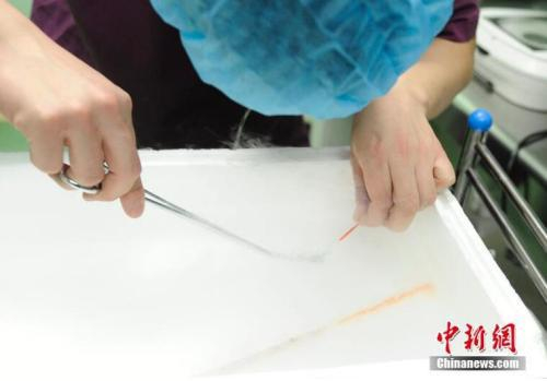 资料图：医生将胚胎放入冷冻管中。图文无关。张瑶 摄