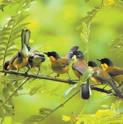 一群蓝冠噪鹛在江西省婺源县月亮湾蓝冠噪鹛自然保护小区栖息。　　綦茗鹏摄