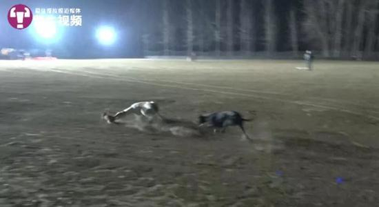  视频中细狗咬住兔子