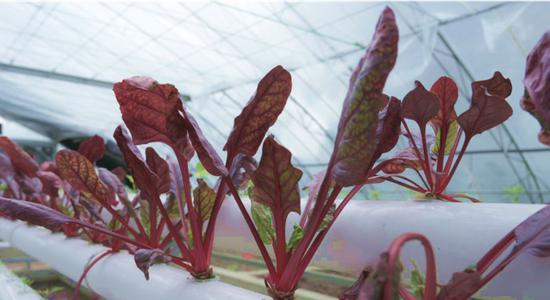  图为水培甜菜