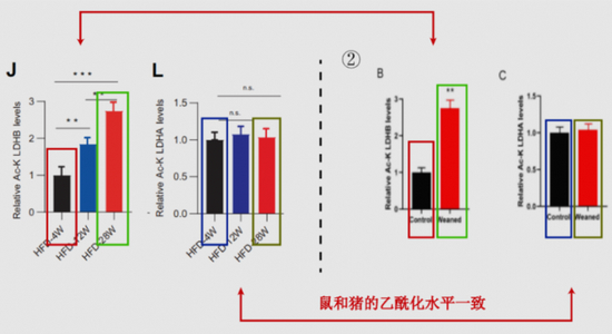被指造假的两篇论文，实验物种不同却得到了相同数据
