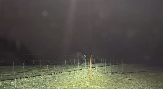 ▲在民警的驱赶下，野牦牛终于离开现场&nbsp;