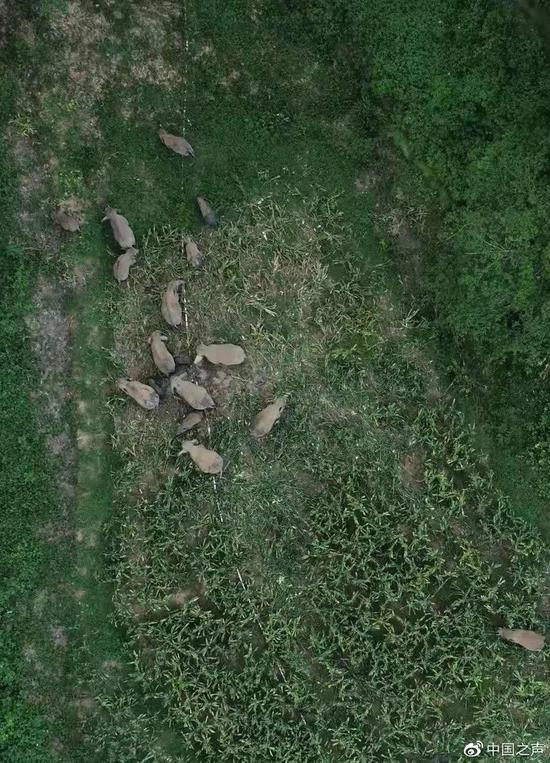 进食中的象群 图源：中国之声