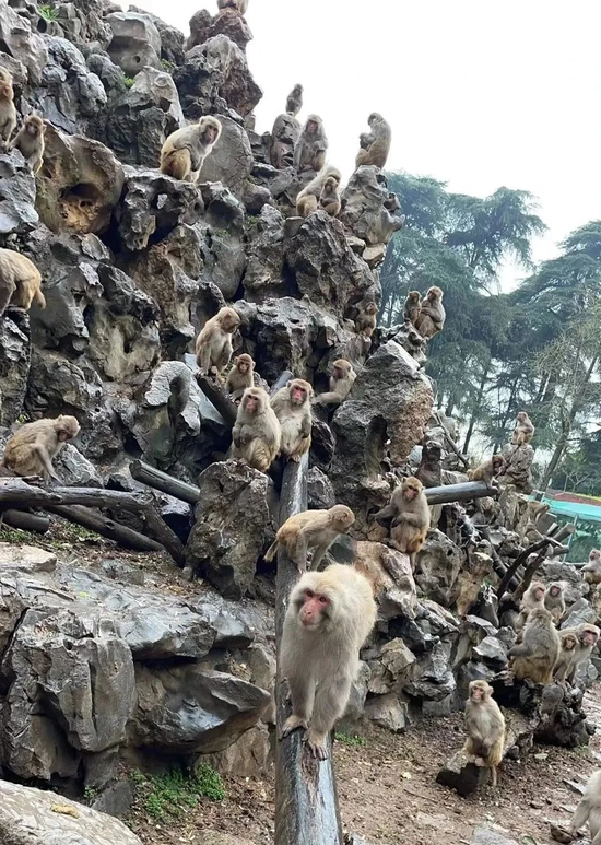 猴王（中）和“孔武派” 图/南京红山森林动物园官方公众号