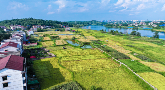  （北塔区一片丰收祥和之景）