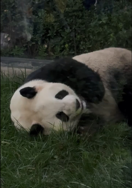 视频截图