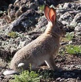  草兔内蒙古亚种