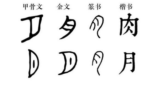 ▲月与肉的字形分合图