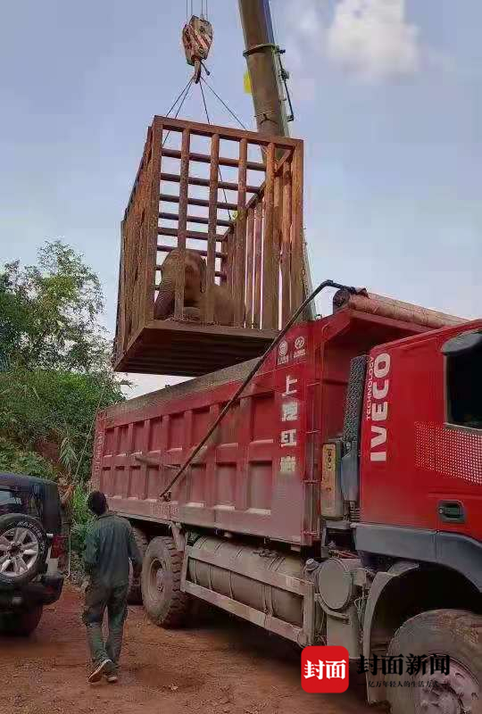  勐腊县之前捕获的一只亚洲象