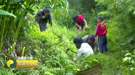 △张萍一家五口打猪草